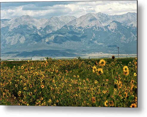 Colorado Metal Print featuring the photograph Sunflowers by Doug Wittrock