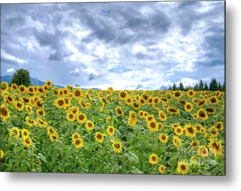 Purple Metal Print featuring the photograph Sunflowers by Paolo Signorini