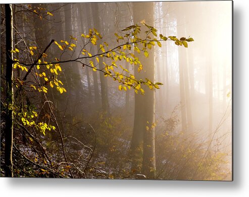 Forest Metal Print featuring the photograph Sunlight meets the forest by Wolfgang Stocker