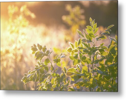 Iowa Metal Print featuring the photograph Sunlit Leaves by Darren White