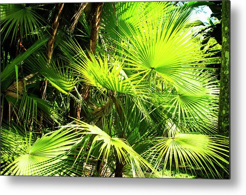 Color Metal Print featuring the photograph Sunlit Palms -1 by Alan Hausenflock
