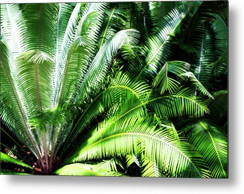 Color Metal Print featuring the photograph Sunlit Palms -4 by Alan Hausenflock