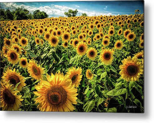 Landscape Metal Print featuring the photograph Sunny Day by Jim Carlen