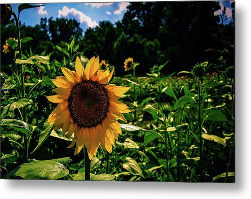 Conservation Metal Print featuring the photograph Sunny Days by Heather Bettis
