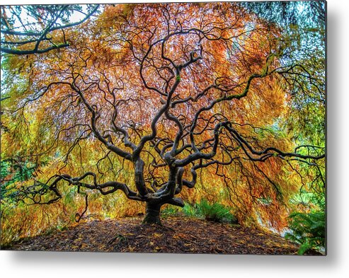 Maple Metal Print featuring the photograph Sunny Japanese Maple by Jerry Cahill