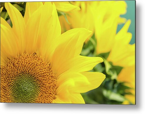 Sunflower Metal Print featuring the photograph Sunny by Margaret Pitcher
