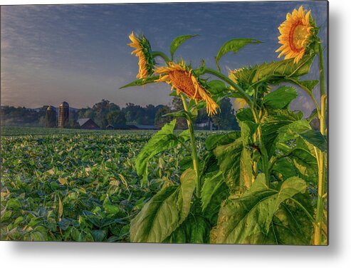 Tennessee Metal Print featuring the photograph Sunrise With Sunflowers by Marcy Wielfaert
