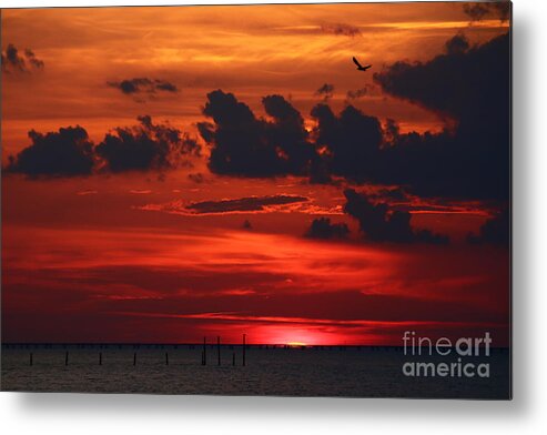 Osprey Metal Print featuring the photograph Sunset Flight of the Osprey by Tony Lee
