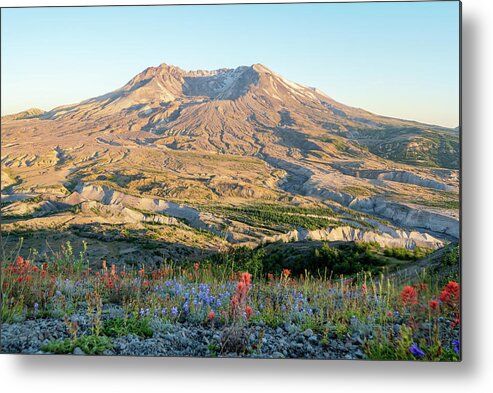Outdoor; Hiking; Johnston Ridge; Flowers; Summer; Mountains; Craters; Mt St. Helens Metal Print featuring the digital art Sunset in St. Helens by Michael Lee