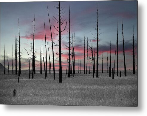 Art Metal Print featuring the photograph Sunset in the Cedar Swamp by Louis Dallara