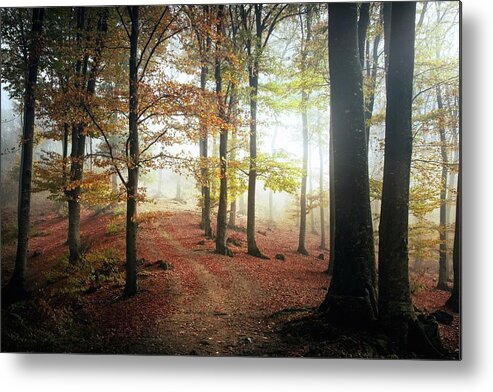 Morning Metal Print featuring the photograph Sunset light in the forest by Toma Bonciu