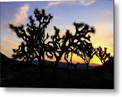 California Metal Print featuring the photograph Sunset over Joshua Tree National Park 2 by Dawn Richards