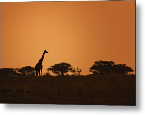 3scape Metal Print featuring the photograph Sunset Over Tarangire by Adam Romanowicz