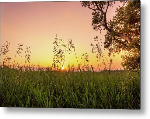 Trexler Metal Print featuring the photograph Sunset Through the High Grass by Jason Fink
