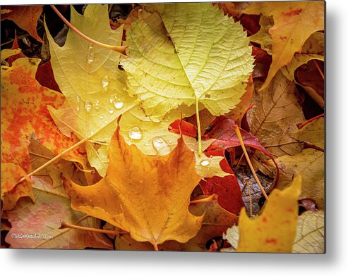 Leaves In Fall Metal Print featuring the photograph Sunshine and Rain Drops Fall Magic by LeeAnn McLaneGoetz McLaneGoetzStudioLLCcom