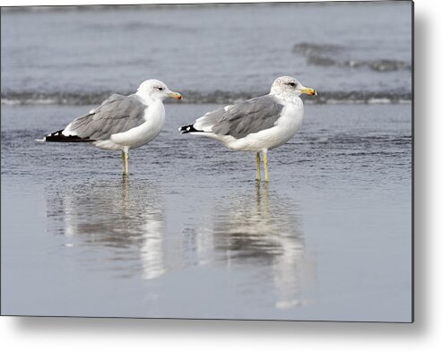 Animals Metal Print featuring the photograph Surf and California Gulls by Robert Potts