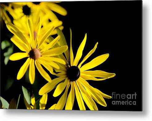 Flowers Metal Print featuring the photograph Susy sun daisy by Laurie Wilcox