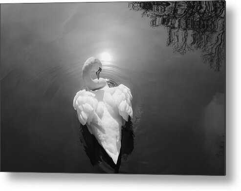 Swan Metal Print featuring the photograph Swan 3 by Cindy Robinson