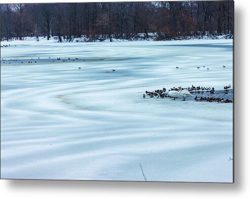 Winter Metal Print featuring the photograph Swan and Ducks Resting on a Frozen Lake by Auden Johnson