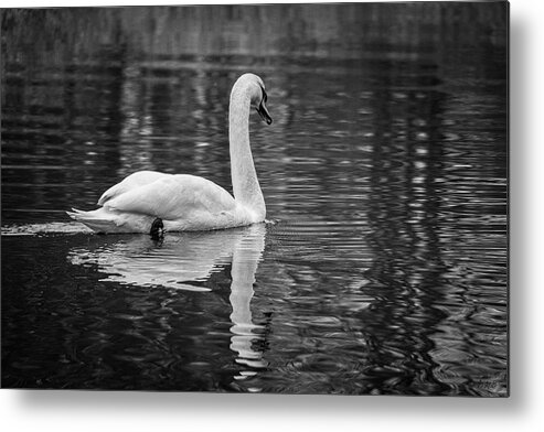 Black And White Metal Print featuring the photograph Swan I BW by David Gordon