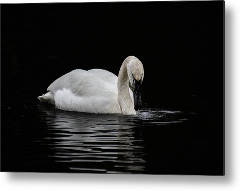 Swan Metal Print featuring the photograph Swan by Jerry Cahill
