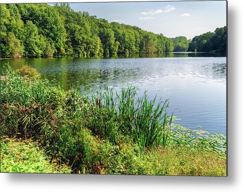 Bulrush Metal Print featuring the photograph Swan Lake in Summer I by Marianne Campolongo