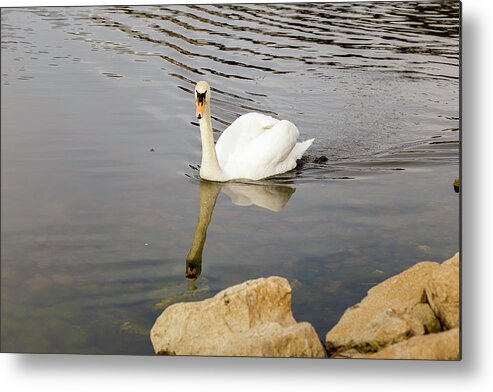 No People Metal Print featuring the photograph Swan on water by SAURAVphoto Online Store