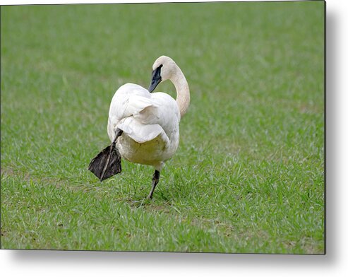 Swan Metal Print featuring the photograph Swan Yoga by Jerry Cahill