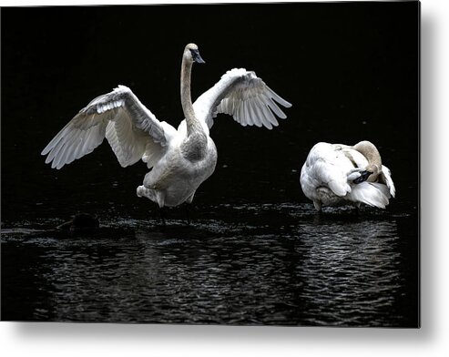Swans Metal Print featuring the photograph Swans on the Lake by Jerry Cahill