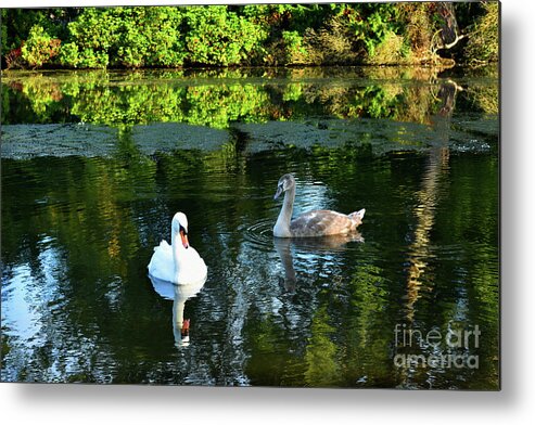 Riccarton Estate Metal Print featuring the photograph Swans on The Loch - Riccarton Estate by Yvonne Johnstone
