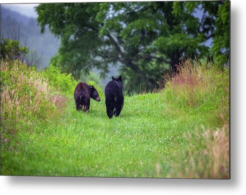 Great Smoky Mountains National Park Metal Print featuring the photograph Sweet Black Bear Couple by Robert J Wagner