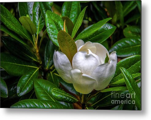 Blossom Metal Print featuring the photograph Sweet Magnolia by Shelia Hunt