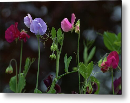 Sweet Pea Metal Print featuring the photograph Sweet Peas by Rob Hemphill