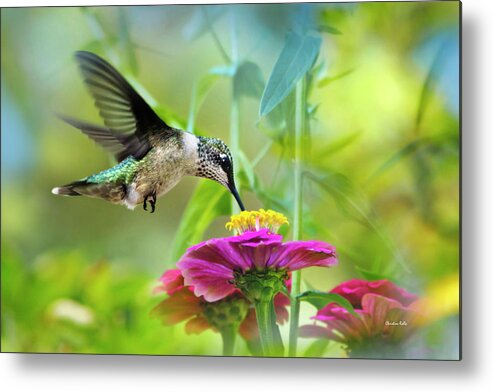 Hummingbird Metal Print featuring the photograph Sweet Success by Christina Rollo