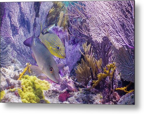 Animals Metal Print featuring the photograph Swim WIth Me by Lynne Browne