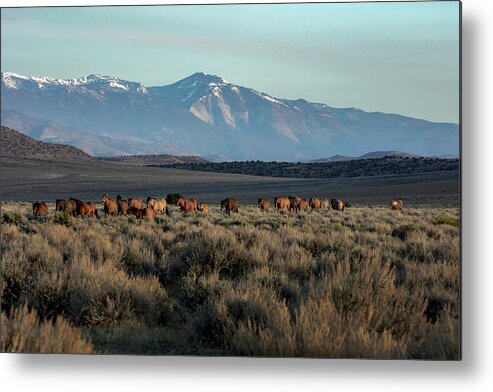  Metal Print featuring the photograph _t__0163 by John T Humphrey