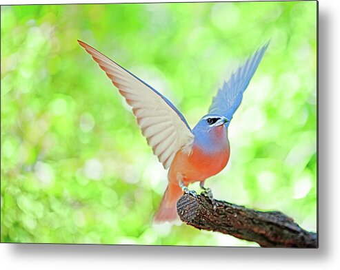 Native Australian Bird Metal Print featuring the photograph Ta-Da by Az Jackson