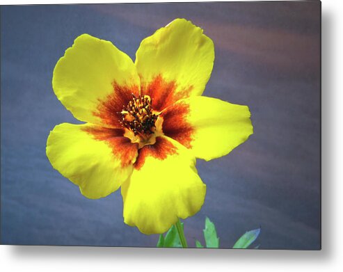 Tagetes Metal Print featuring the photograph Tagetes Patula by Terence Davis