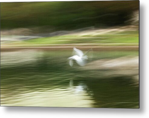 Heron Metal Print featuring the photograph Taking Flight by Cheryl Day