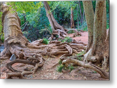 Roots Trees Tangle Twisted Landscape Fstop101 Sedona Oak Creek Canyon Metal Print featuring the photograph Tangled Roots by Geno