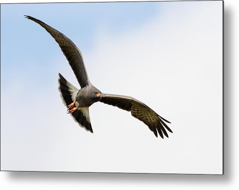Snail Kite Metal Print featuring the photograph Target Acquired by RD Allen