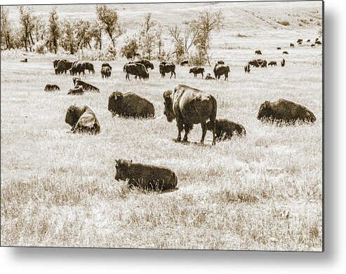 Tatanka Herd On Prairie Metal Print featuring the photograph TaTanka Herd on Prairie by Daniel Hebard