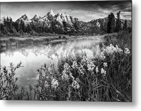 Wyoming Metal Print featuring the photograph Teton Wildflowers Black and White by Rick Berk