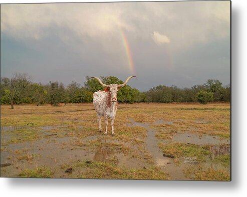 Texas Longhorn Cow Picture Metal Print featuring the photograph Texas longhorn cow and a rainbow by Cathy Valle