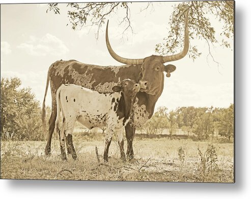 Texas Longhorn Cow Picture Metal Print featuring the photograph Texas longhorn cow and calf in Sepia by Cathy Valle