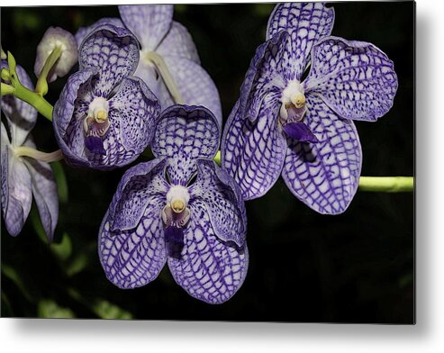 Orchid Metal Print featuring the photograph Textured Orchid Flowers 2 by Mingming Jiang