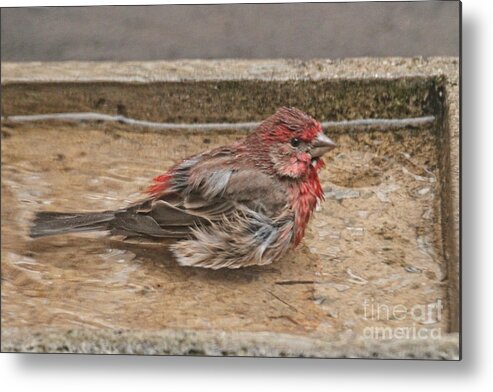 Wildlife Metal Print featuring the photograph Thank God It Is Shallow by Patricia Youngquist