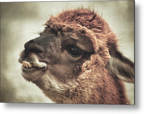 The Alpaca Metal Print featuring the photograph The Alpaca by Karol Livote