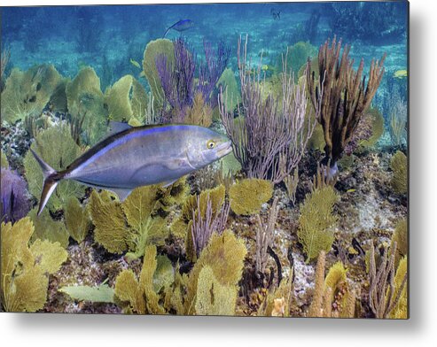 Animals Metal Print featuring the photograph The Bar Crossing by Lynne Browne