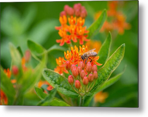 Color Metal Print featuring the photograph The Bee and the Butterfly by Linda Bonaccorsi